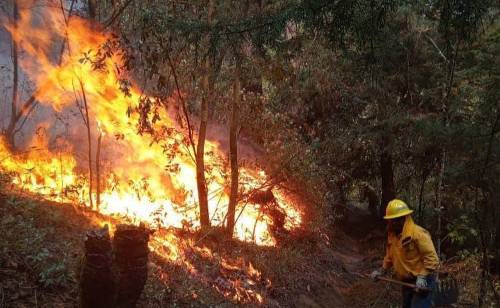 Video: Fallecen dos combatientes en incendio forestal de Zacazonapan